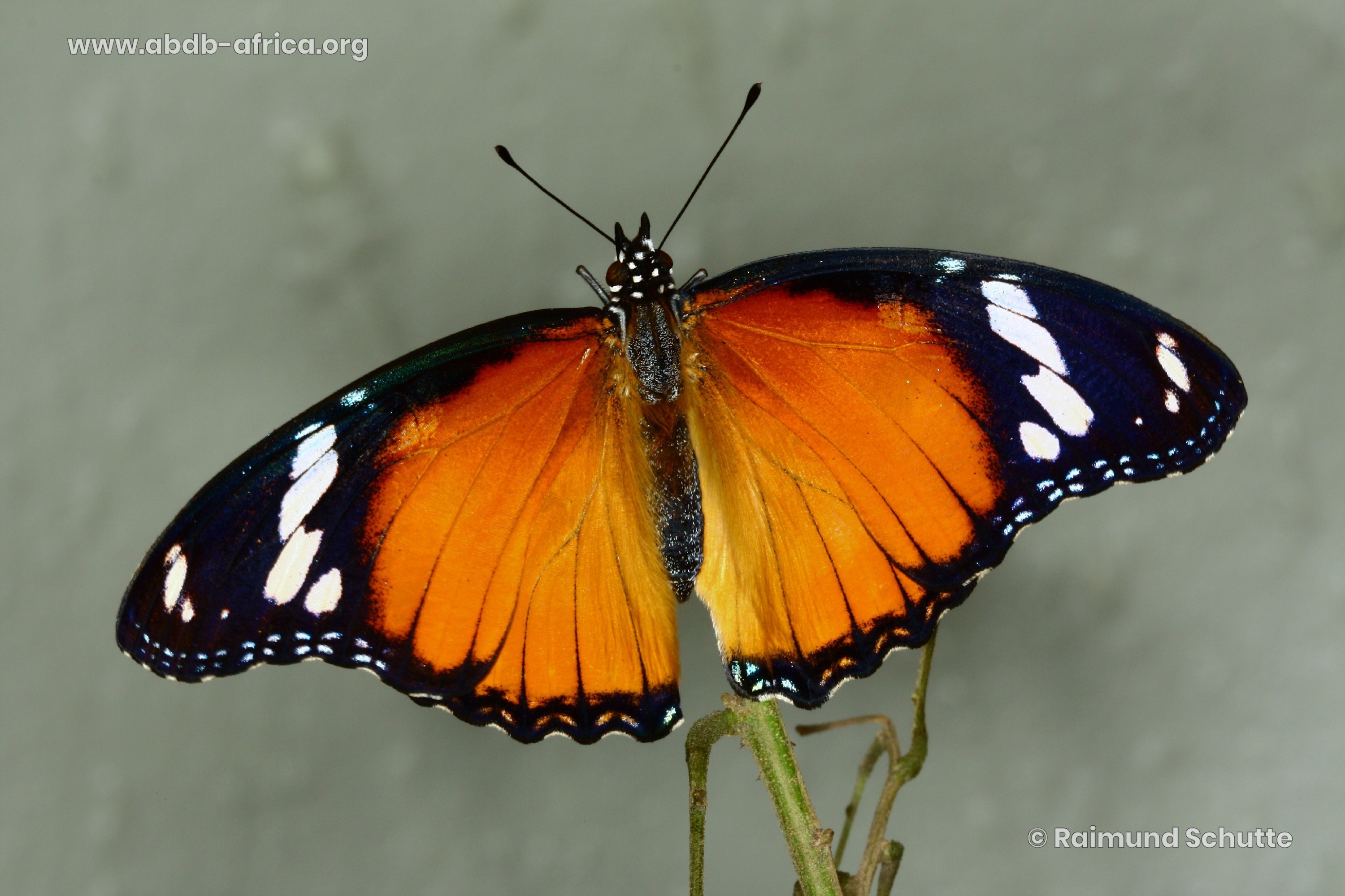 ABDB African Butterfly Database